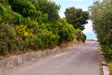 Fototapeta na wymiar A curve of a panoramic road with a dry-stone wall and olive trees leanead out on the Ligurian Sea in the Riviera of Flowers in summer, Bussana, Imperia, Liguria, Italy