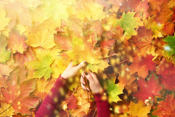 Naklejka na ściany i meble Bright autumn background, light bokeh. Sunny day, warm weather. Bunch of colorful maple leaves in female hands with red nails design. Top view. Banner