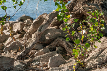 stones and plants by the river in summer sunset