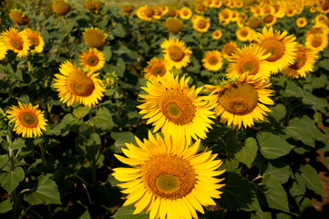 Ripening sunflower in the field
