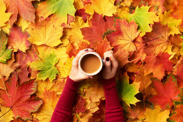 Autumn flat lay. Female hands with cup of coffee over colorful maple leaves background. Top view. Autumn season concept