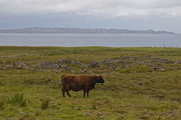 Highland cow - Scotland, UK