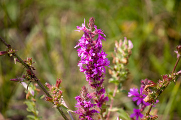 Wildflowers, sprouts with leaves closeup in summer wild field