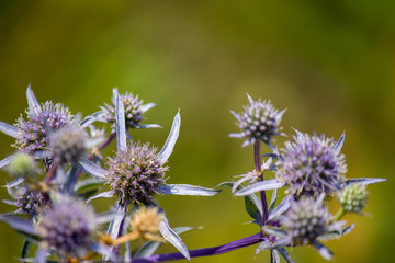 Wildflowers, sprouts with leaves closeup in summer wild field