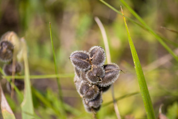 Wildflowers, sprouts with leaves closeup in summer wild field
