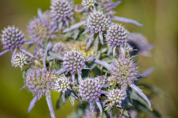 Wildflowers, sprouts with leaves closeup in summer wild field