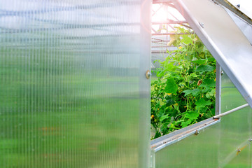 Greenhouse. Open window in glasshouse exterior.