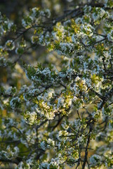 springflower