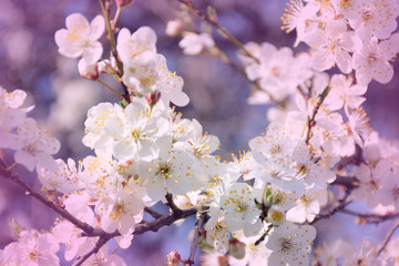 Beautiful cherry spring flowers on tree branch. Spring blurred background