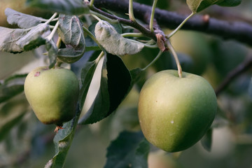 Green apple on the branch