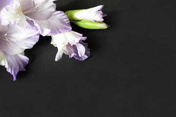 Flat lay composition with delicate light purple gladiolus with copy space on a black background. Closeup of purple gladiolus flowers, Space for text.