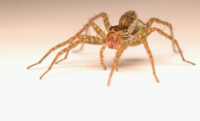 Long-legged spiders are pregnant.