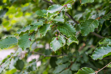 Galls on trees insect pest laying eggs on green leaves