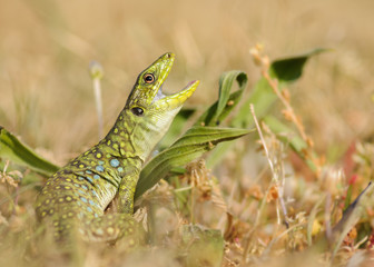Young ocellated lizard (Timon lepidus)
