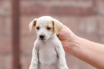 male hand is holding the neck of a little puppy