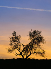 Fototapeta na wymiar Almond tree silhouette in a sunset