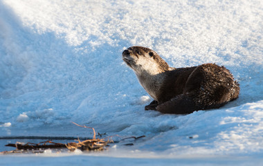 River otter in the wild