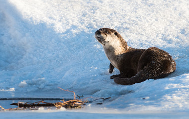 River otter in the wild