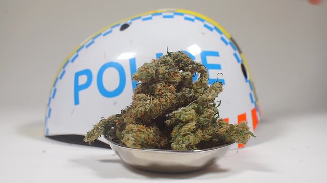 a policeman touches bumps of marijuana, cannabis, near the inscription police