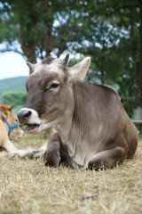 Obraz na płótnie Canvas donkey in field