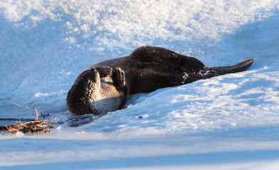 Naklejka premium River otter in the wild