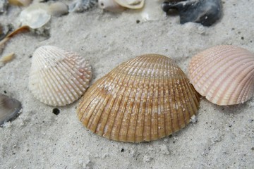 Seashell on the beach in Atlantic coast of North Florida, closeup 