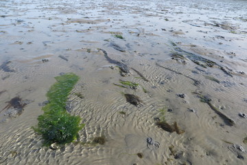 Seaweed growing in shallow sea