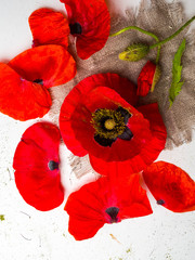 Red poppies over a white background. Border floral design for an angle of page. Selective focus