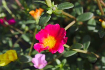 Portulakröschen