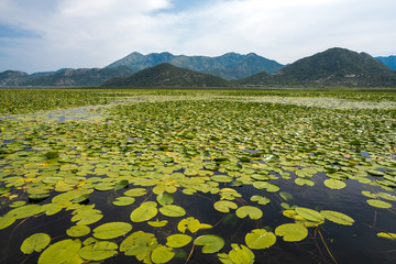 Water Lilies and mountains on the lake Lake Skadar National Park in Montenegro