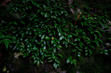 Forest green fertile areas in the forest area
