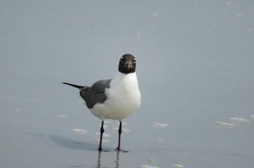 Seagull on ocean shore in Atlantic coast of North Florida