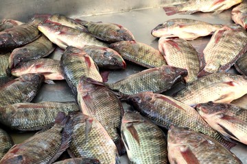 fresh fish in the market