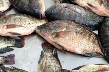fresh fish in the market