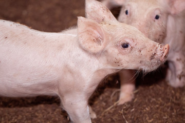 Soft images of piglets raised in organic pig farms