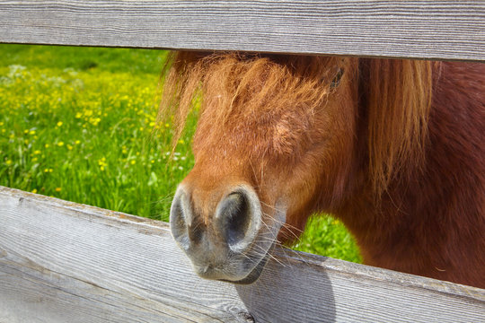 Curious ponny on the paddock