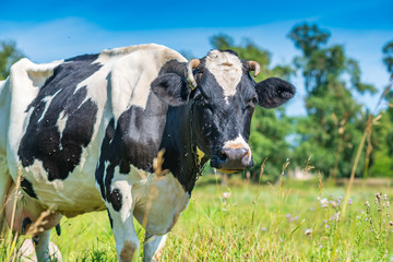 A cow grazes on the field, there are many flies sitting on it.