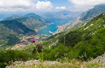 Spectacular Kotor bay panorama with flowers in Lovcen national park, Montenegro