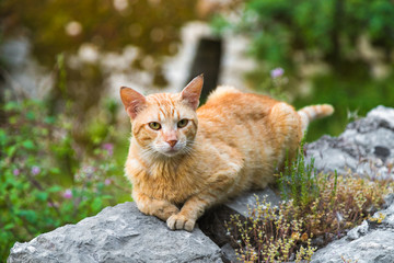 homeless stray red cat on stones