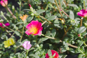 Portulakröschen