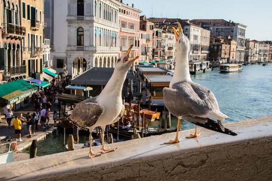 Gaivotas brigando aos berros em uma mureta das pontes da Cidade de Veneza, Italia