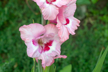 Gladíolus on a bed in a private garden