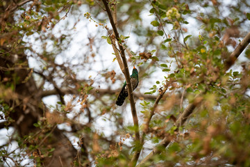 bird on branch