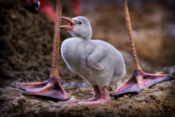 young flamingo © jurra8