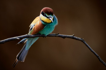 European bee-eater (Merops apiaster) sitting on branch, close-up of colorful bird isolated on brown background