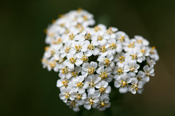 Flower Achillea millefolium family compasitae macro background fine art in high quality prints...