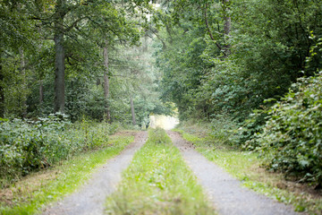 Walking on wild forest road Dorsten background fine art in high quality prints products fifty...