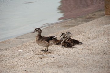 Female wood duck with ducklings