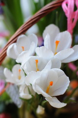 White flowers in a wicker basket. Crocuses