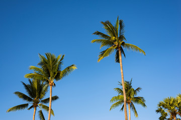 Fototapeta premium palm trees against blue sky